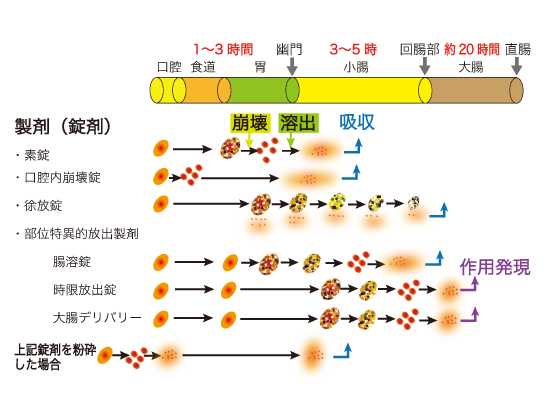各錠剤（素錠、口腔内崩壊錠、徐放錠、腸溶錠など）が口から大腸まで届く通過時間と薬剤の作用タイミング、どの部位で崩壊・溶出・吸収されるかを表した図。