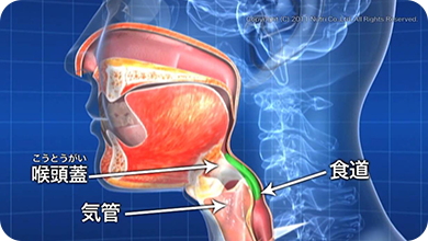 摂食嚥下の5期モデルの咽頭期。嚥下反射で食塊を咽頭から食道へ運ぶ。