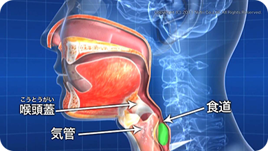 摂食嚥下の5期モデルの食道期。食塊を食道から胃に送りこむ。